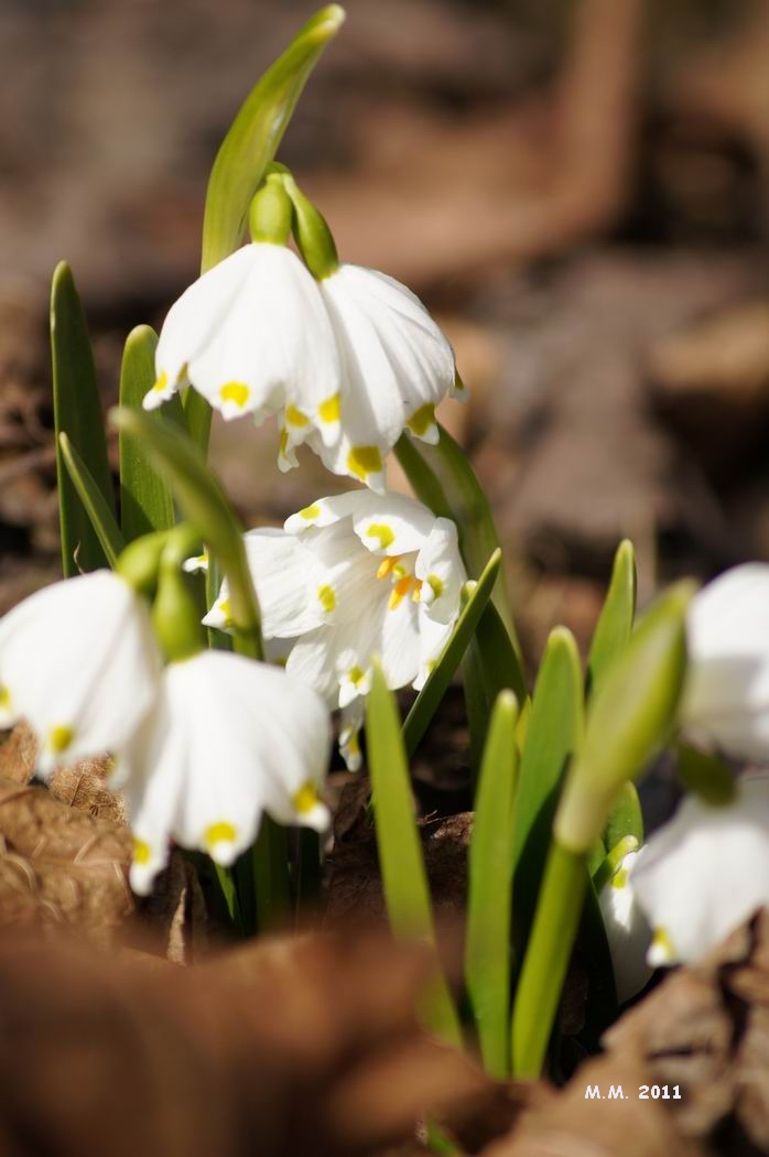 Ostara - Jarní Rovnodennost. Živel: Vzduch a Oheň, Světová strana: východ
